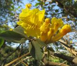 Tabebuia ochracea