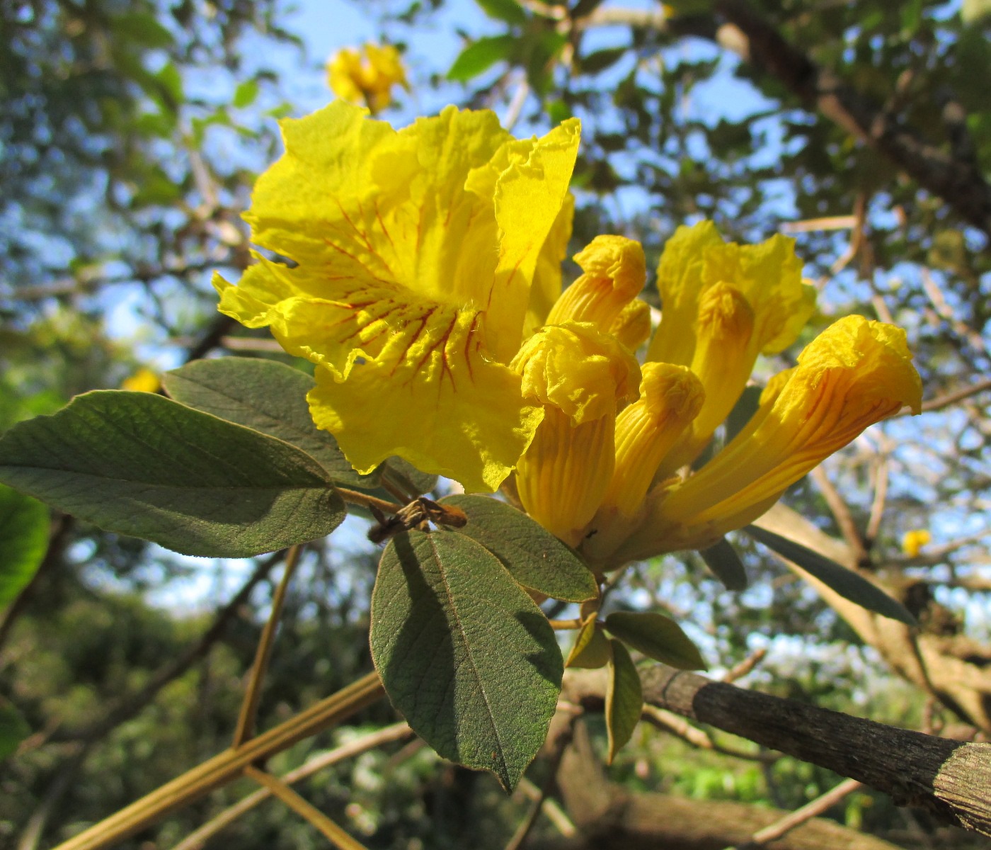 Изображение особи Tabebuia ochracea.