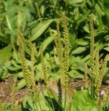 Plantago major. Незрелые соплодия. Восточный Казахстан, г. Усть-Каменогорск, правый берег р. Иртыш, высыхающая часть заболоченного луга. 30.08.2017.