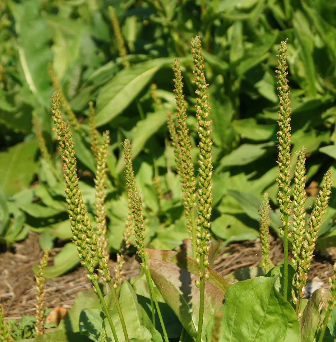 Изображение особи Plantago major.