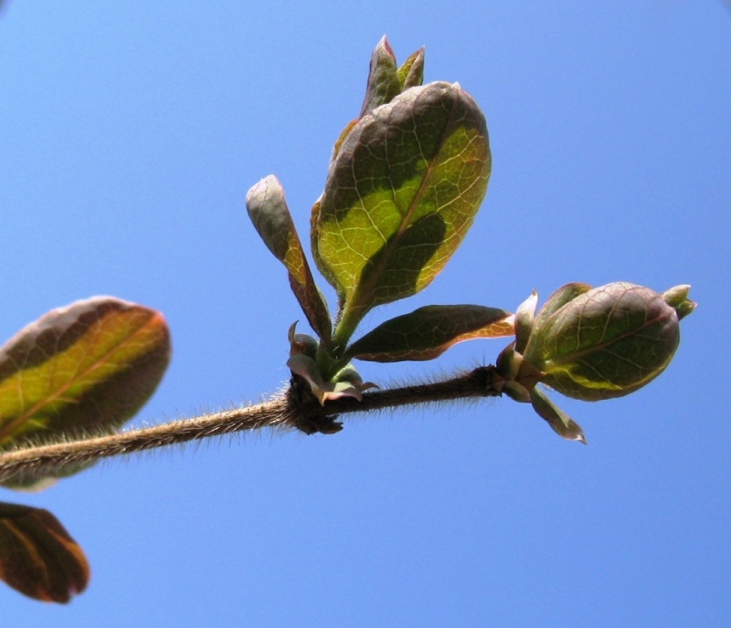 Image of Lonicera caprifolium specimen.