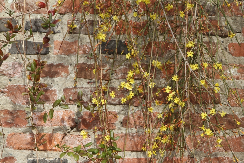 Image of Jasminum nudiflorum specimen.