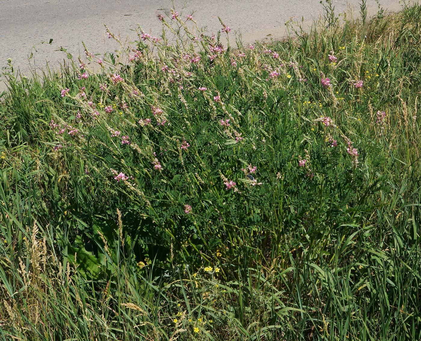 Изображение особи Onobrychis viciifolia.