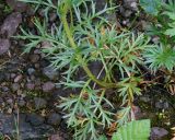 Artemisia arctica