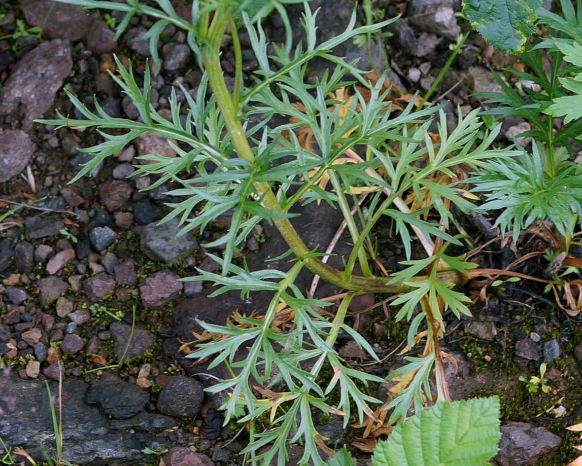 Изображение особи Artemisia arctica.