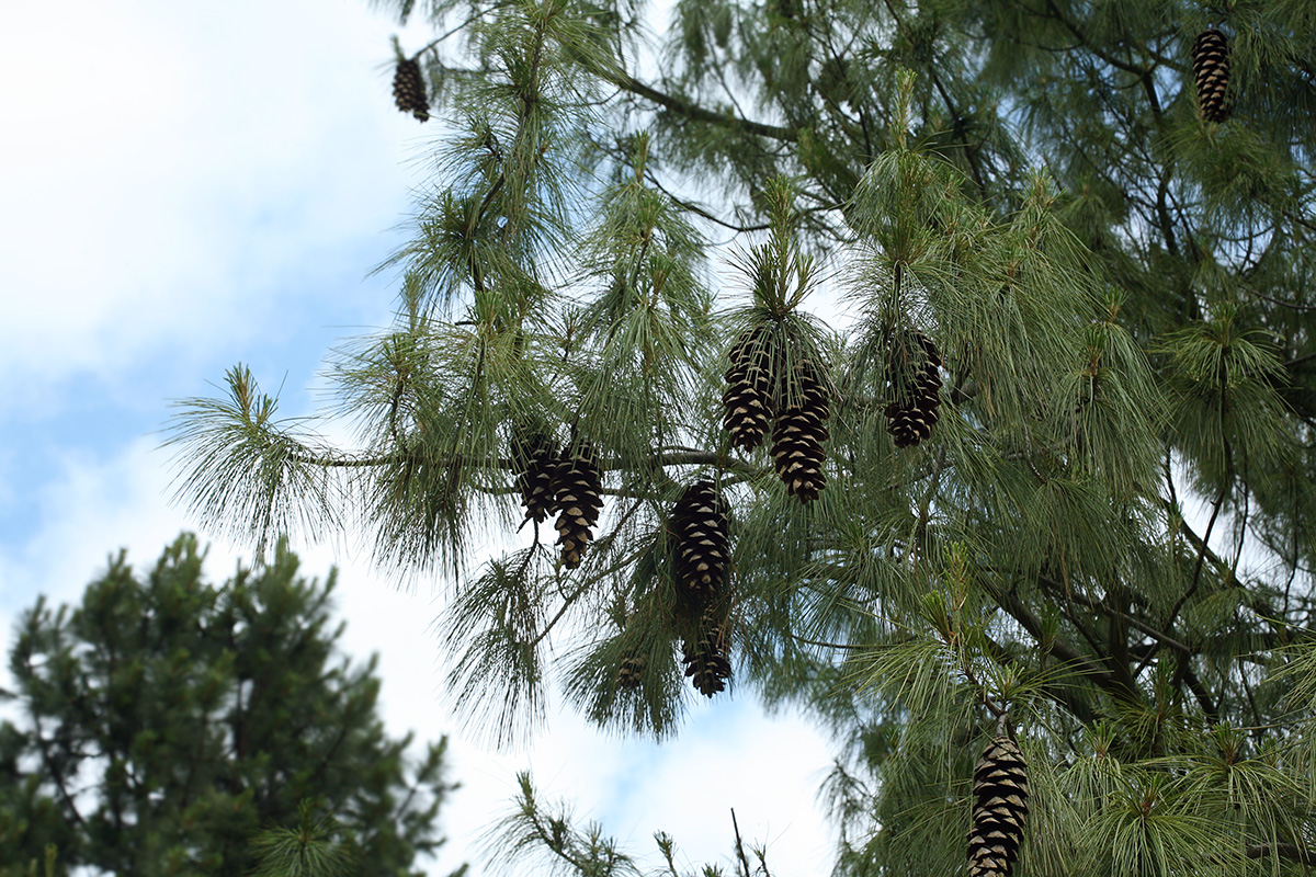 Image of Pinus wallichiana specimen.