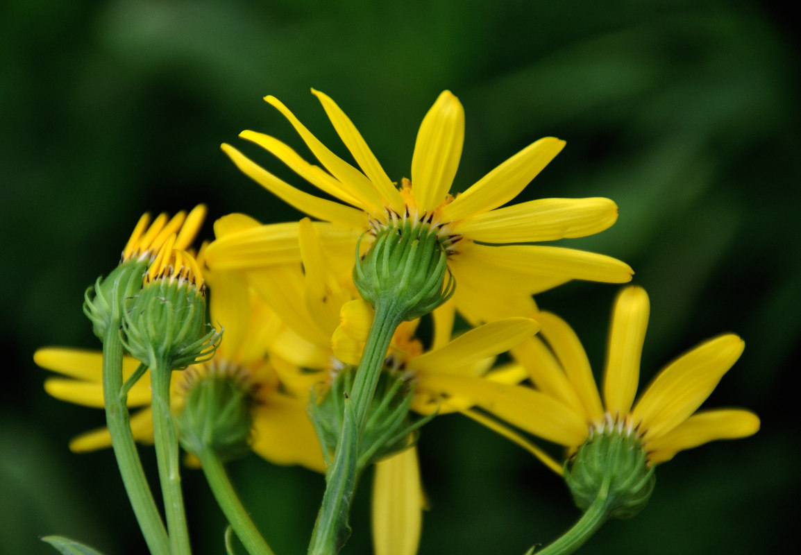 Image of Senecio kolenatianus specimen.