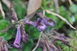 genus Strobilanthes. Цветки. Южный Китай, пров. Гуанси, округ Лонгшен, тропа, ведущая от рисовых террас р-на хутора Дажай до пос. Пиньян. 11.10.2017.