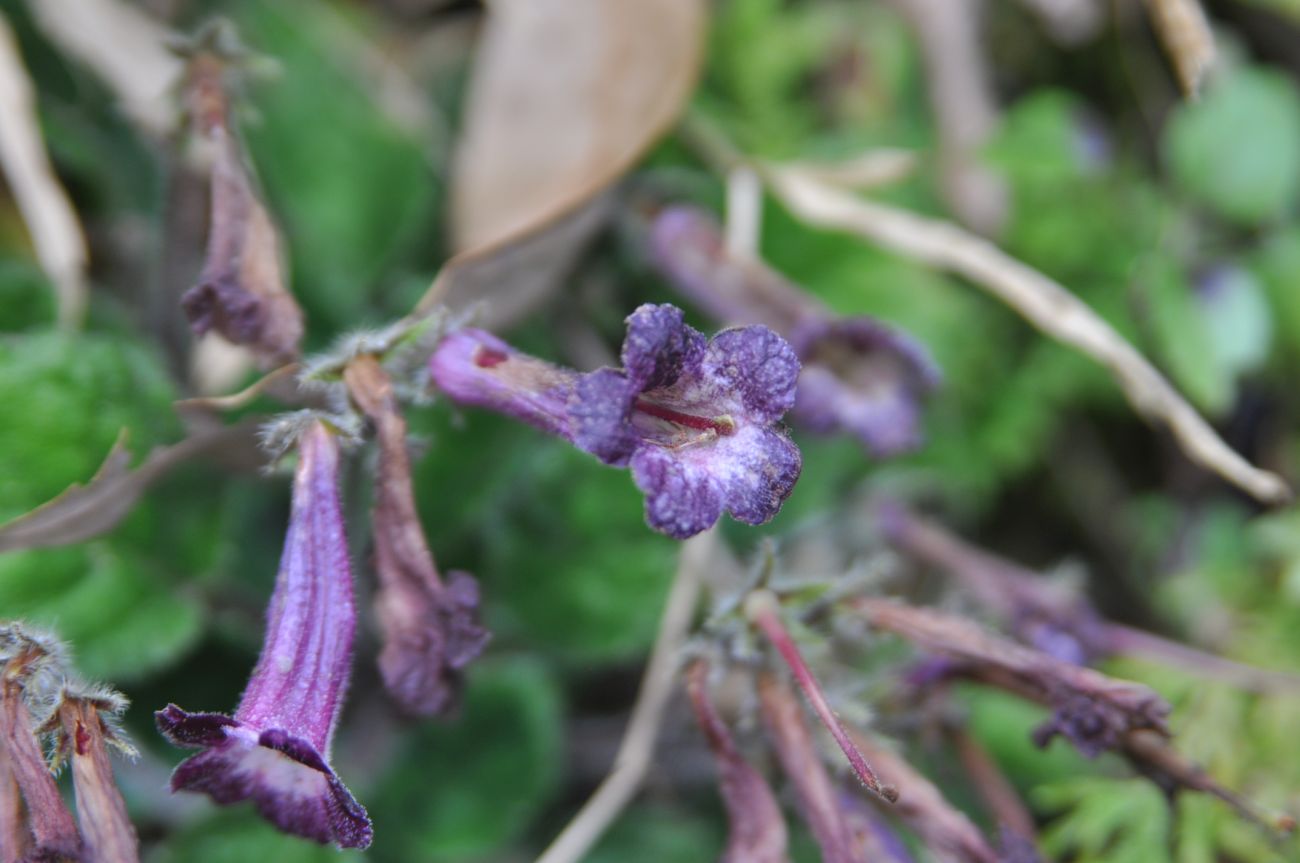 Изображение особи род Strobilanthes.