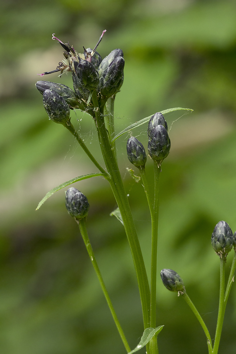 Изображение особи Saussurea triangulata.