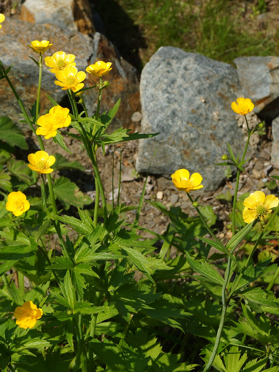 Изображение особи род Ranunculus.