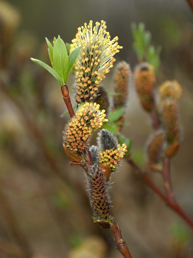 Изображение особи Salix phylicifolia.