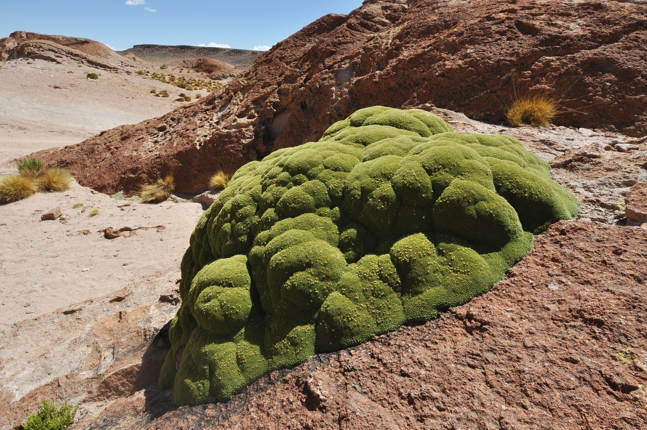 Image of Azorella compacta specimen.