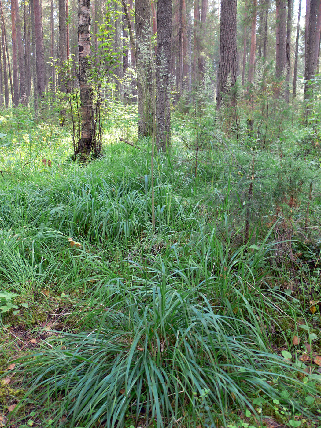 Изображение особи Calamagrostis arundinacea.