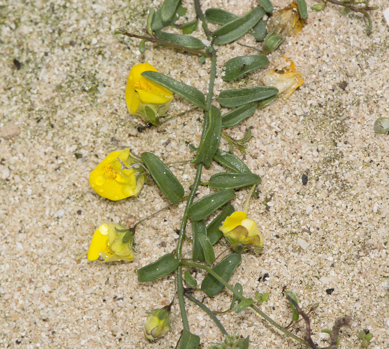 Image of Kickxia sagittata specimen.