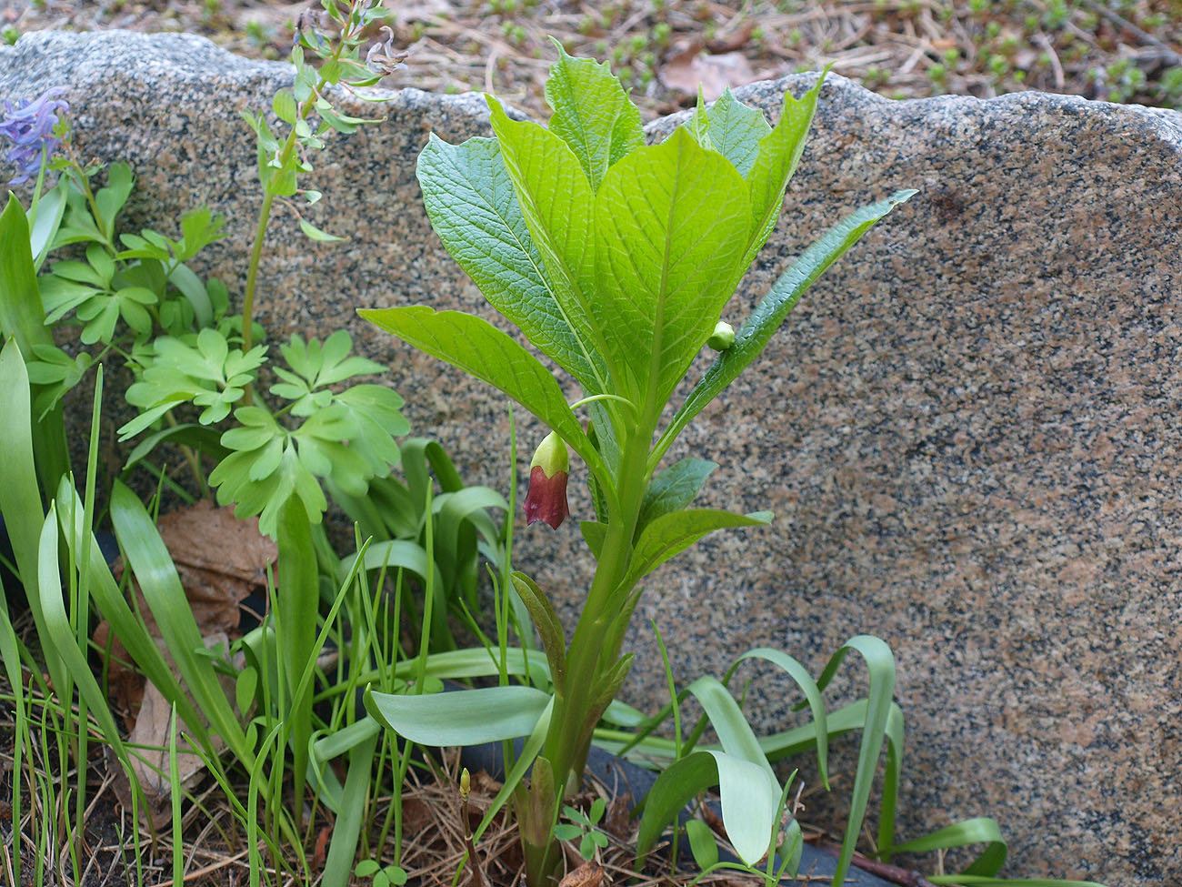 Изображение особи Scopolia carniolica.