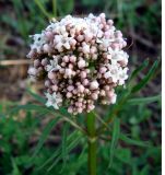 Valeriana alternifolia