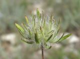 Asperula setosa