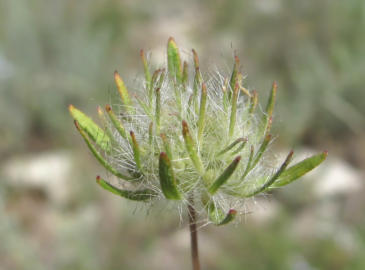 Image of Asperula setosa specimen.