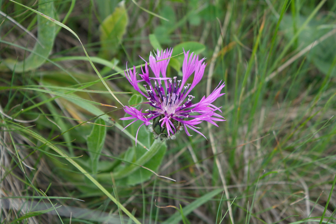 Image of Centaurea willdenowii specimen.