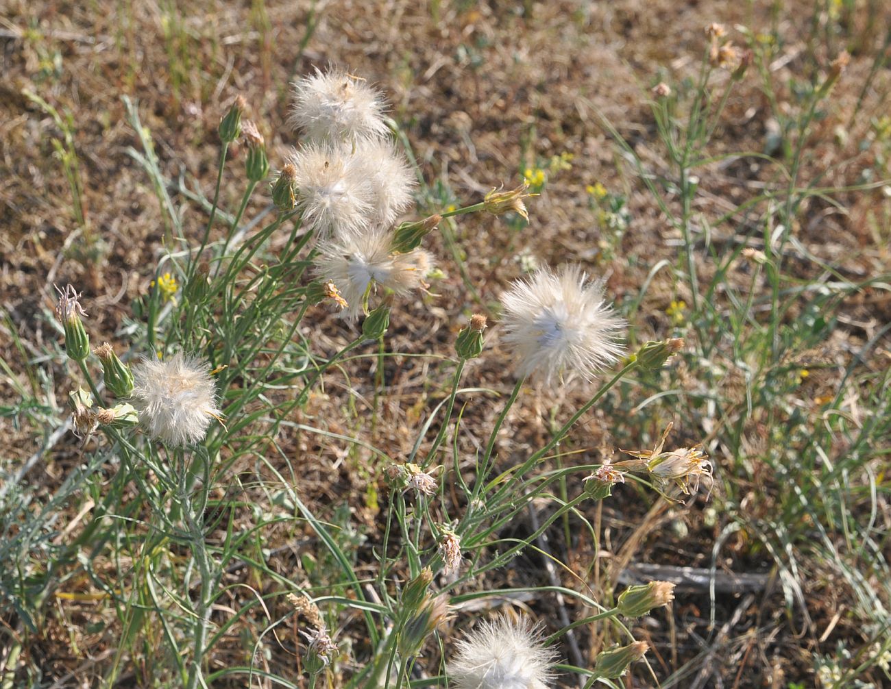 Image of genus Scorzonera specimen.