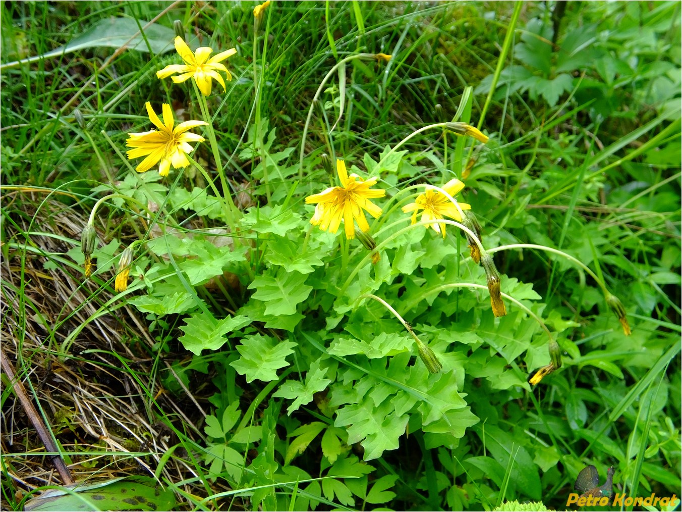 Image of Aposeris foetida specimen.