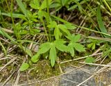 genus Ranunculus