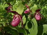 Cypripedium &times; ventricosum