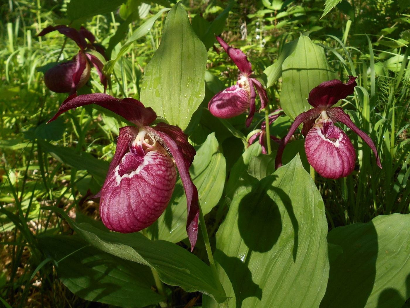 Изображение особи Cypripedium &times; ventricosum.