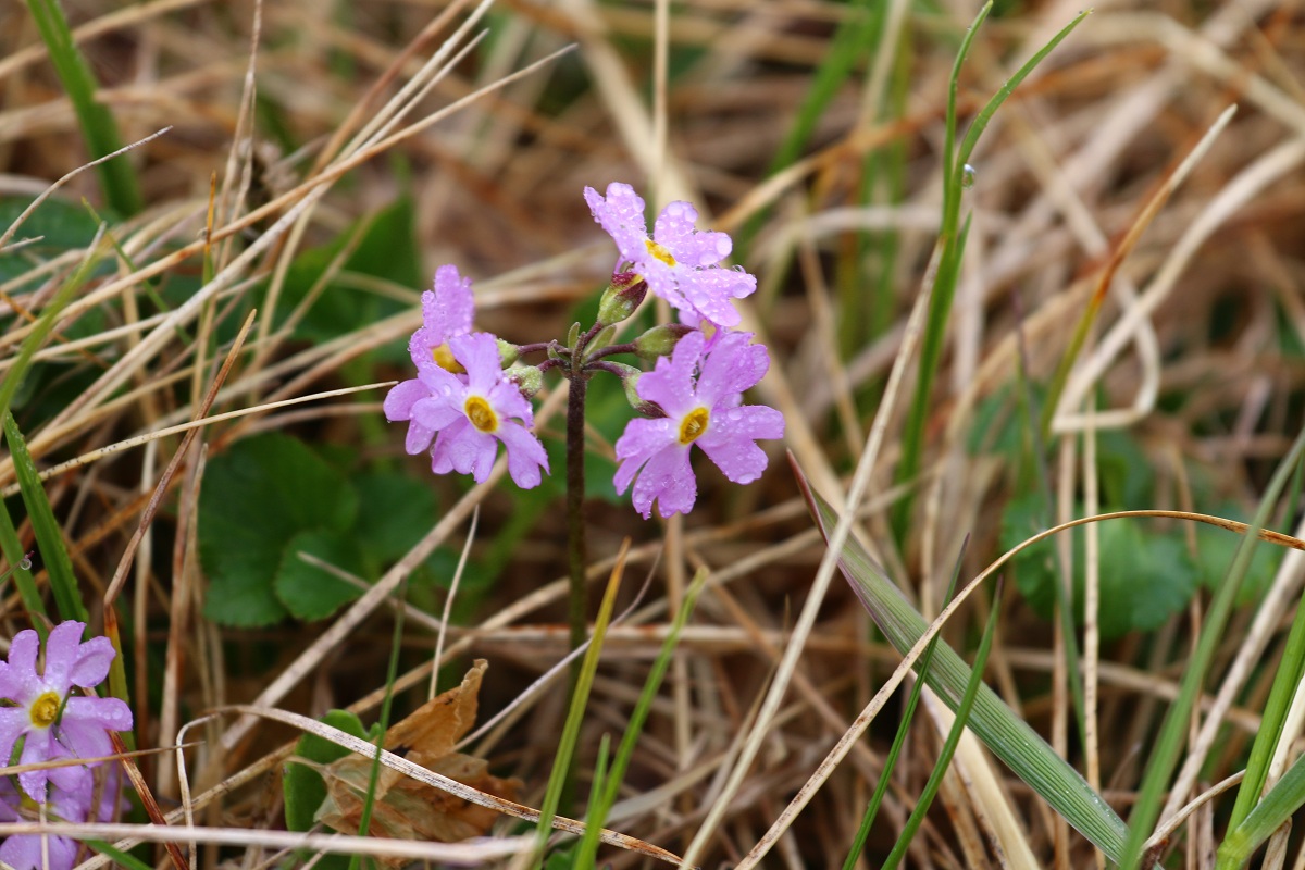 Изображение особи Primula borealis.