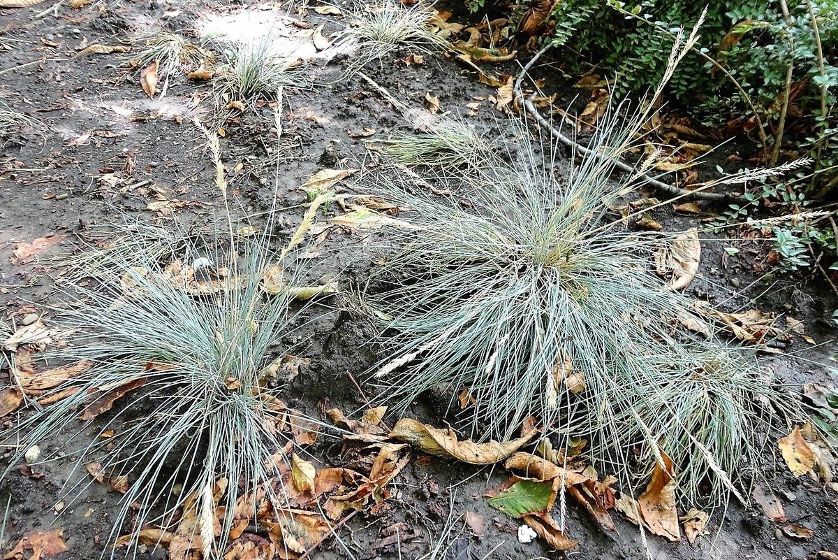 Image of genus Festuca specimen.