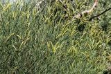 Spartium junceum
