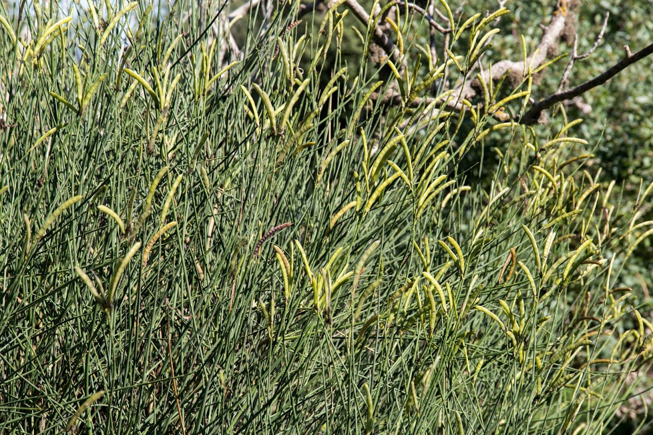 Image of Spartium junceum specimen.