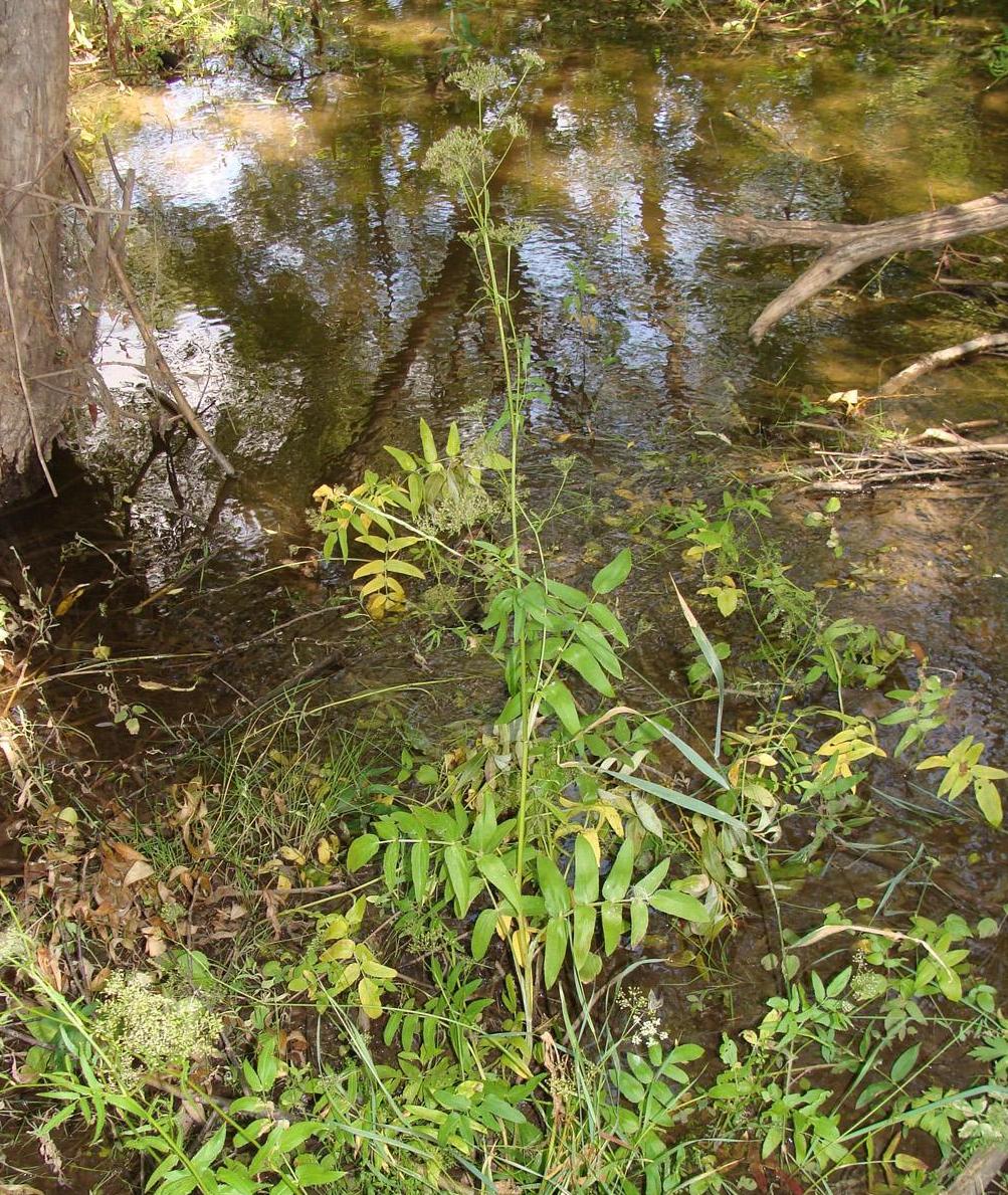 Image of Sium latifolium specimen.