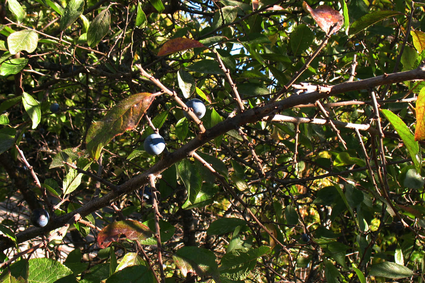 Image of Prunus spinosa specimen.