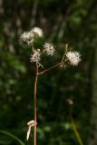 Crepis paludosa. Верхушка усыхающего плодоносящего растения. Ленинградская обл., Волосовский р-н, ивово-мелколиственная опушка сырого елово-мелколиственного леса. 14.07.2018.