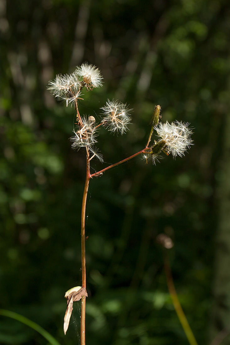 Изображение особи Crepis paludosa.