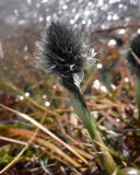 Eriophorum vaginatum