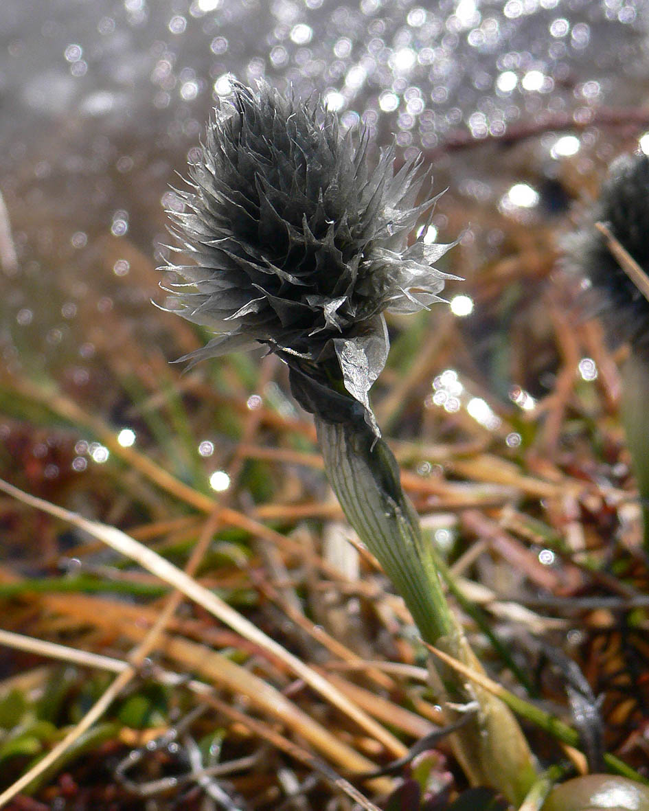 Image of Eriophorum vaginatum specimen.