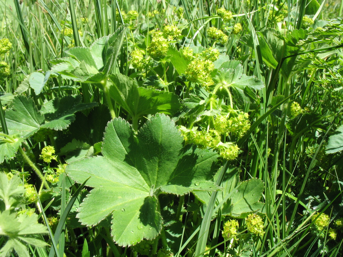 Изображение особи Alchemilla retropilosa.