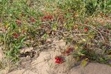 Solanum dulcamara. Побеги с соплодиями. Санкт-Петербург, Кронштадтский р-н; о-в Котлин, побережье к СЗ от форта \"Шанец\", песчаный пляж. 15.09.2018.
