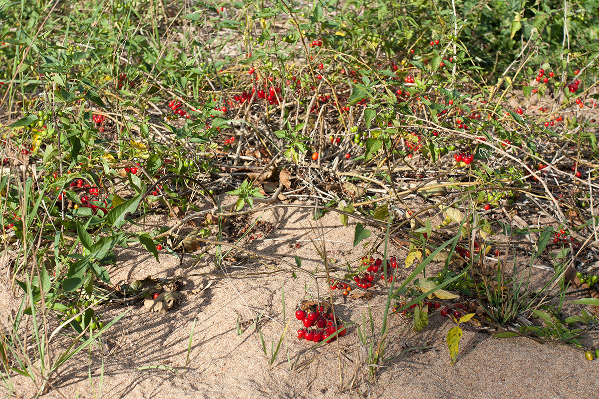 Image of Solanum dulcamara specimen.