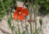 Papaver litwinowii