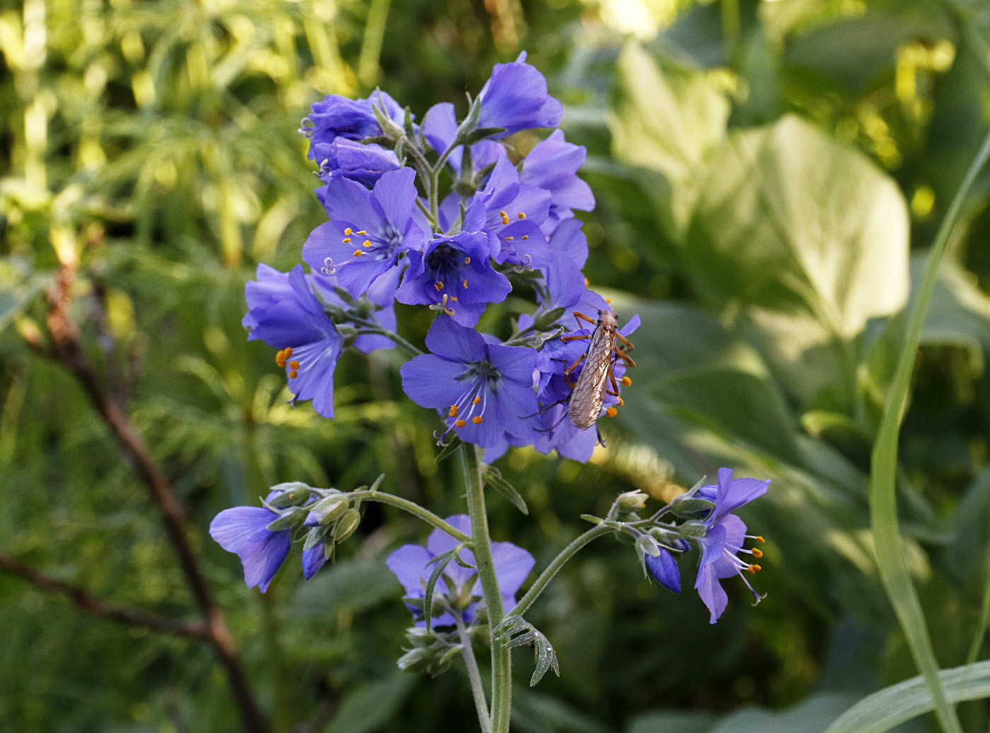 Image of Polemonium caeruleum specimen.