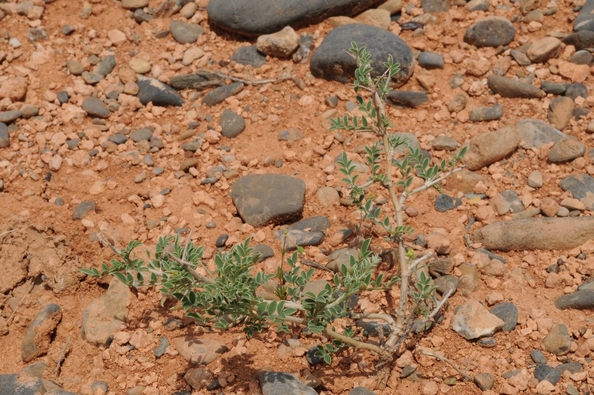 Image of Eversmannia subspinosa specimen.