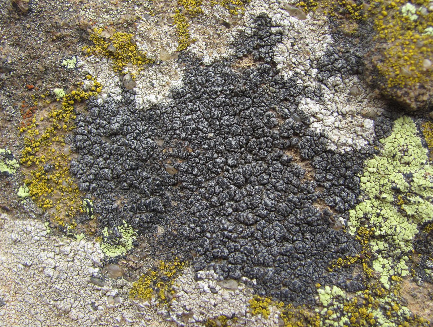 Image of class Lecanoromycetes specimen.