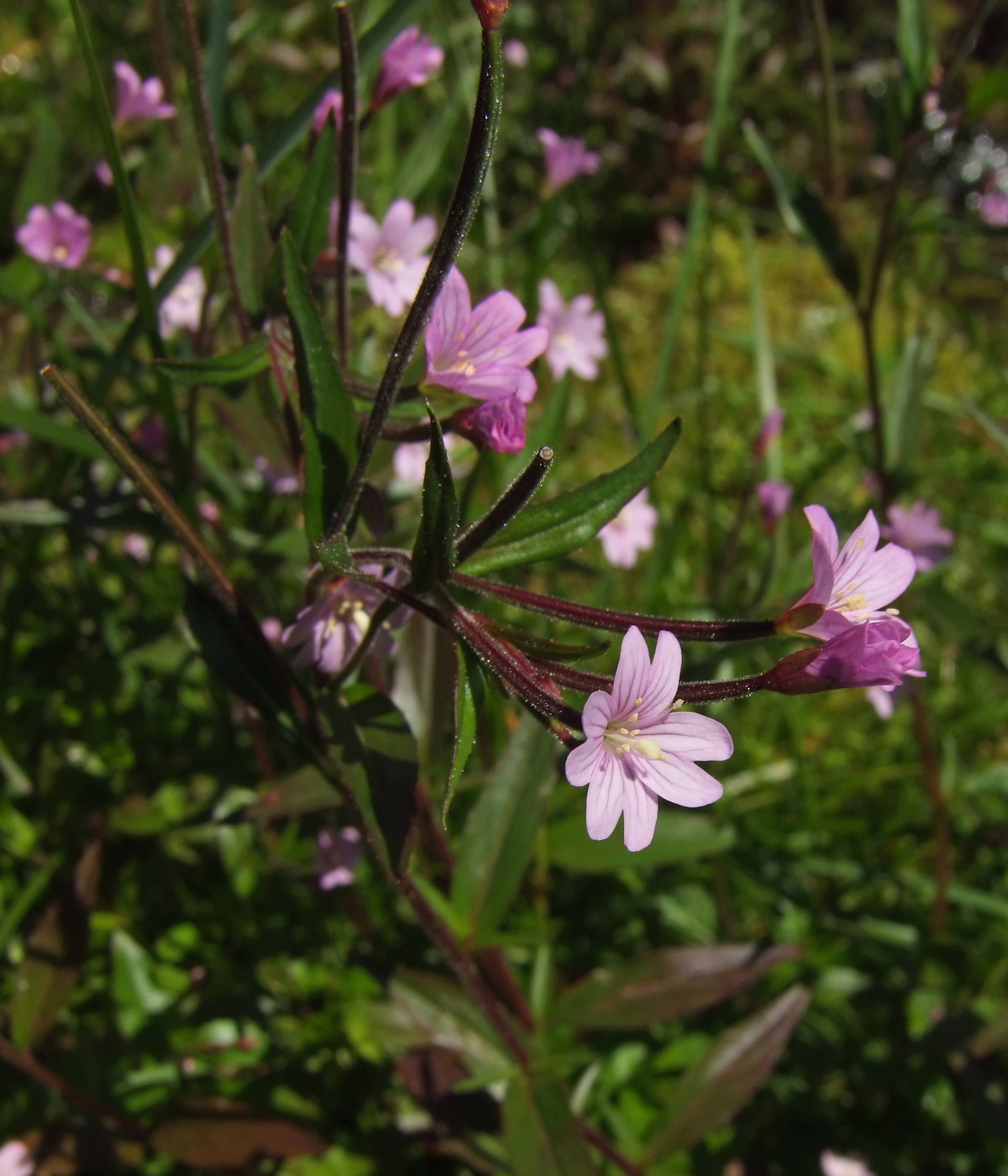 Image of Epilobium hornemannii specimen.