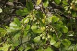 genus Pittosporum