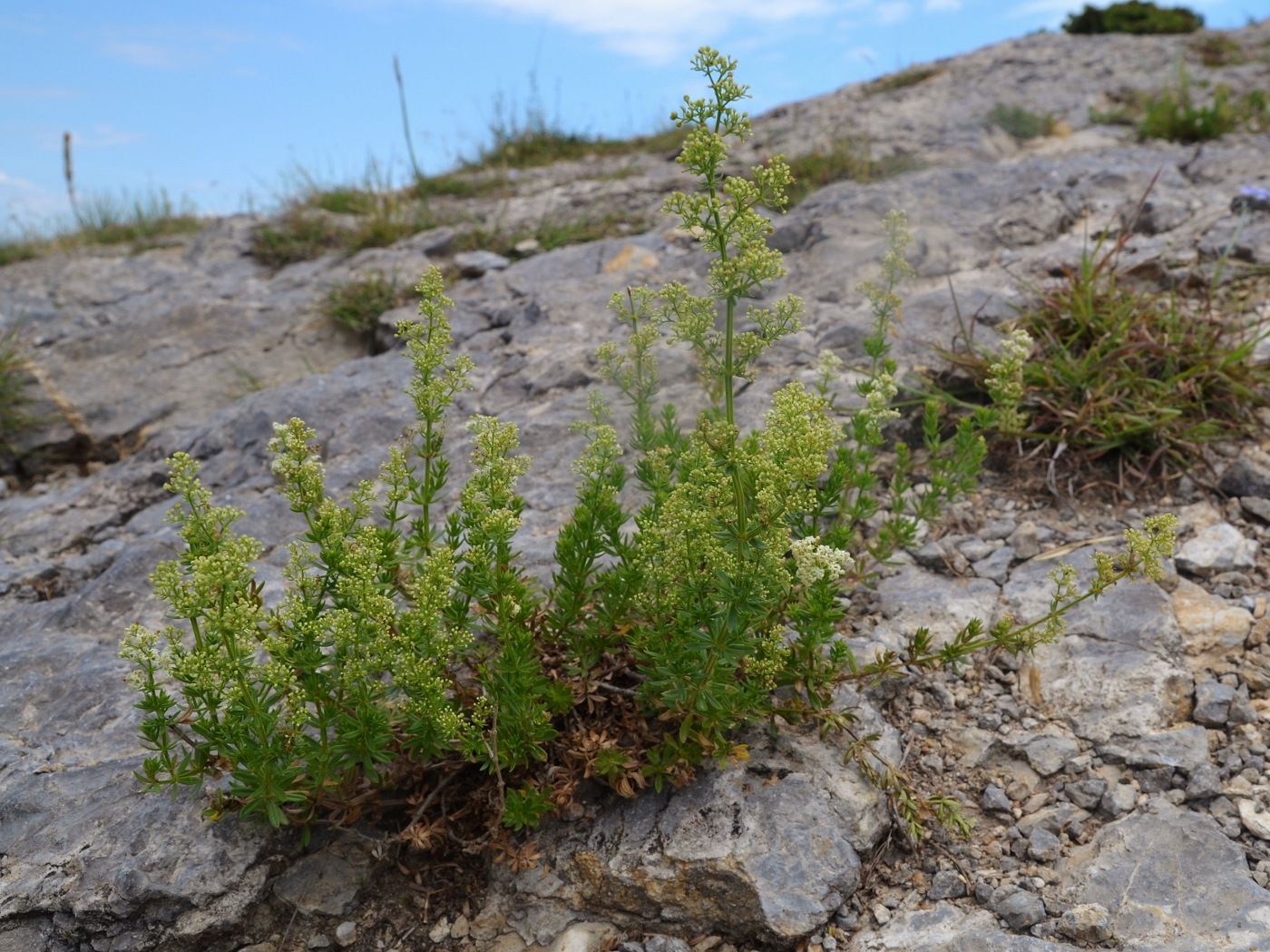 Изображение особи род Galium.