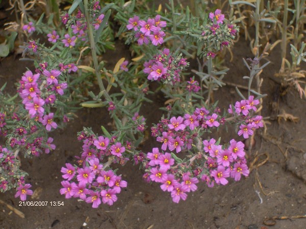 Image of Frankenia hirsuta specimen.